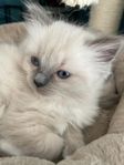 Kattungar ragdoll