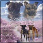 Staffordshire Bullterrier valpar