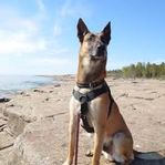 Malinois, hane