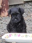 Dvärgschnauzer valpar