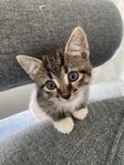 Kattungar