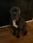 Cane Corso