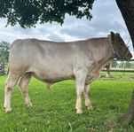 Charolais tjur -24