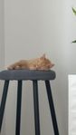 Kattunge röd hane 