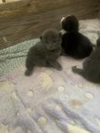 kattungar