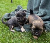 Shih Tzu/Lhasa apso valpar