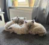 Ragdoll Kattungar