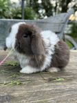 Renrasiga mini lop samt dvärgvädursungar