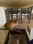 Lovebird