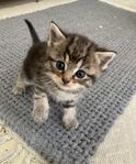 Ljuvliga kattungar