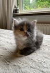 Söt Ragdoll/perser kattunge