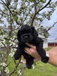 amerikansk cockerspaniel 