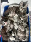 Kattunge skogskatt/perser
