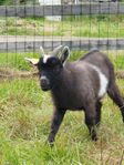getter killingar bockar
