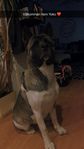 American Akita omplacering