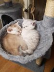 brittiska kattungar