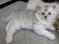 katt