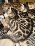 Kattungar. Mamman är 100% bengal