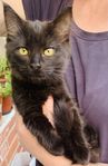 Blandras kattungar 50% Ragdoll, redo för nya hem