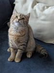 Brittisk korthår kattunge med stamtavla. 