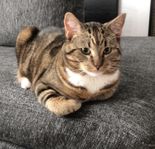 Kastrerad hankatt