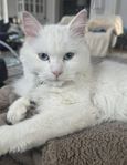 Cindy 1 år