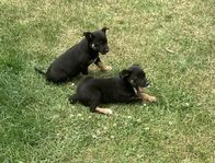 Valpar. Kelpie/BC 
