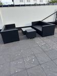 Svart konstrotting  grupp
