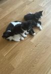 kattungar 