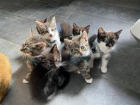 Kattungar 50% ragdoll