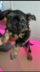 Yorkshireterrier Valp