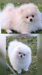 pomeranian valpar reg i skk