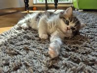 Ragdoll blandning