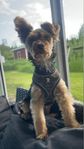 yorkshireterrier hane 7 månader 