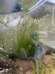 Pogostemon helferi
