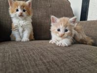 Ragchilla kattungar