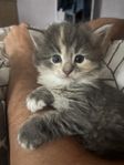 kattungar norsk skogskatt/mein coon 