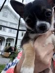 SKK regg Chihuahua