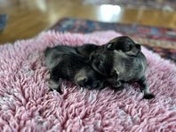 Dvärgschnauzer peppar & salt