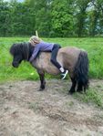 Shettis och islänning