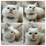 Ragdoll kattungar – Leveransklara & underbara