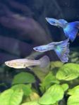 Moscow Green Guppys