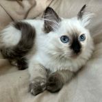 Leveransklara ragdoll honor – 12 veckor gamla