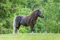 Mini Shetlands sto F -08