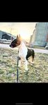 Bullterrier Hane