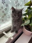 Leveransklar Mainecoon/ragdoll hona.
