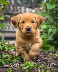 Golden retriever (jakt) – hane