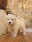 Samojed valpar