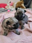 Pomchi 