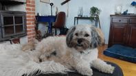 Bosse Bus Pudel / Lhasa Apso 16 månader